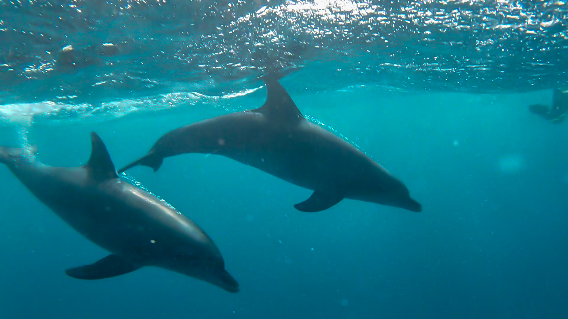 Snorkelling, diving and swimming with the dolphins photo